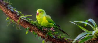 Plain Parakeet