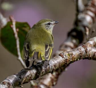 Planalto Tyrannulet