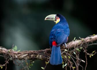 Red-breasted Toucan