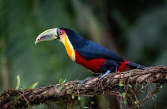 Red-breasted Toucan