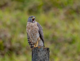 Roadside Hawk
