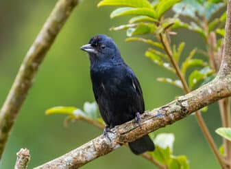 Ruby-crowned Tanager