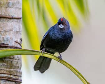 Ruby-crowned Tanager