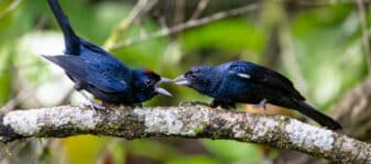 Ruby-crowned Tanager
