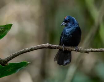 Ruby-crowned Tanager
