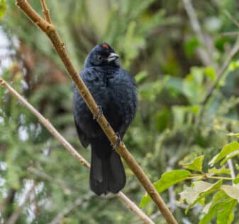 Ruby-crowned Tanager