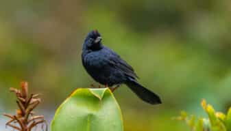 Ruby-crowned Tanager