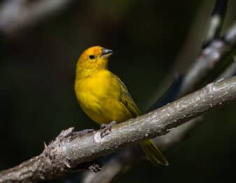 Saffron Finch