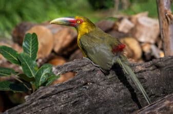 Saffron Toucanet
