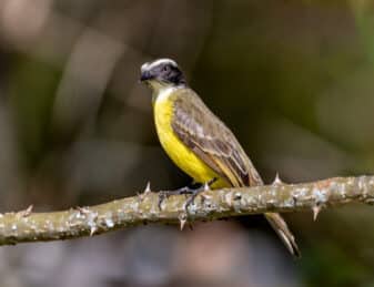 Social Flycatcher