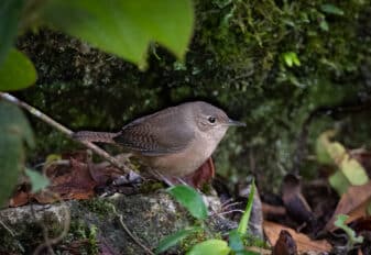 Southern House Wren