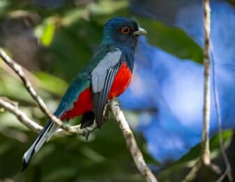 Surucua Trogon