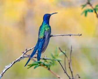 Swallow-tailed Hummingbird