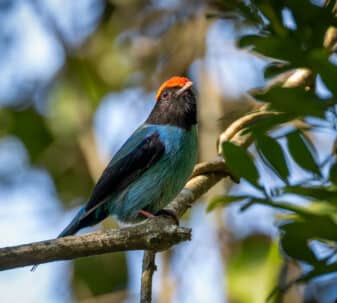 Swallow-tailed Manakin