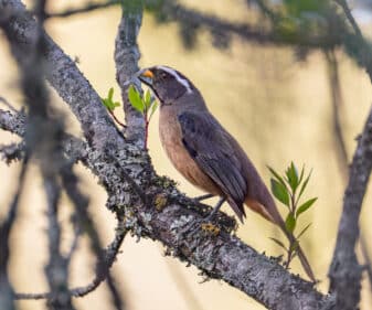 Thick-billed Saltator