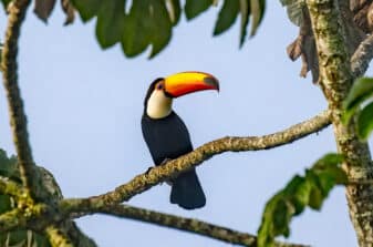 Toco Toucan