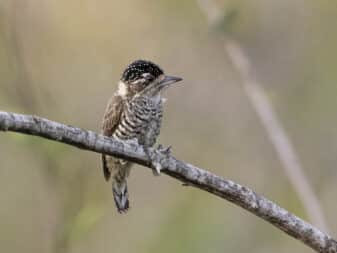White-barred Piculet