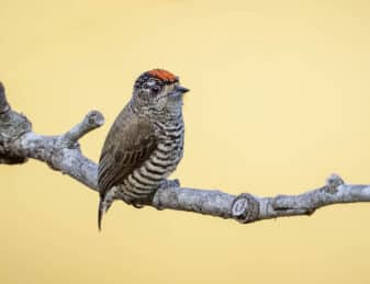 White-barred Piculet