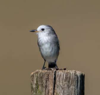White-headed Marsh Tyrant