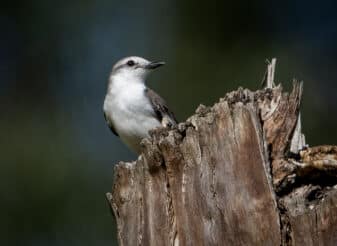 White-rumped Monjita