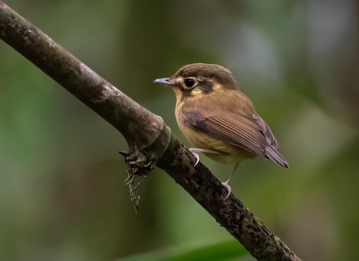 White-throated Spadebill