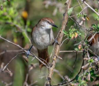 Yellow-chinned Spinetail