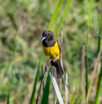 Yellow-rumped Marshbird