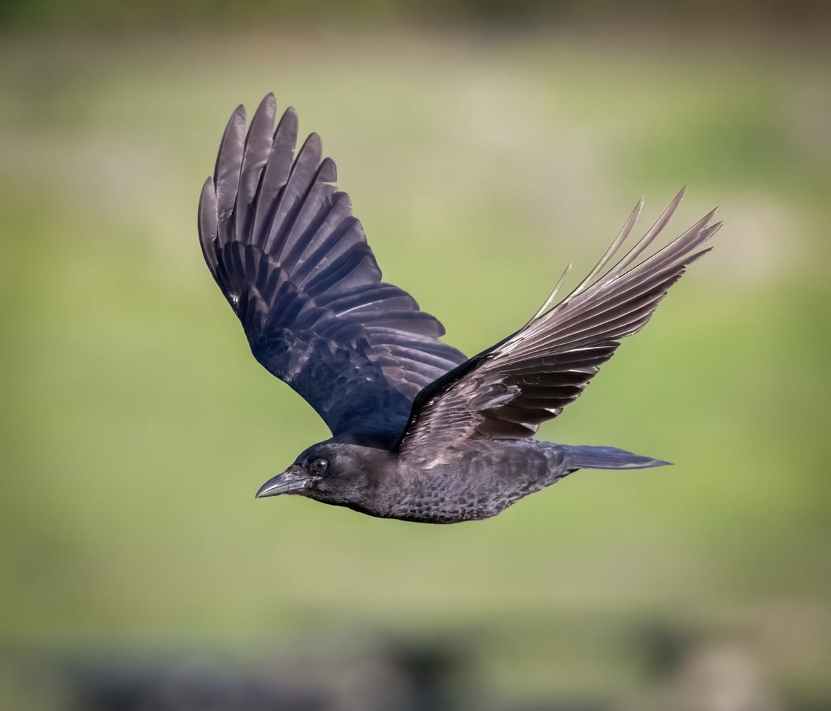 The Other Side of the Wishing Well - An ABA Young Birder Essay