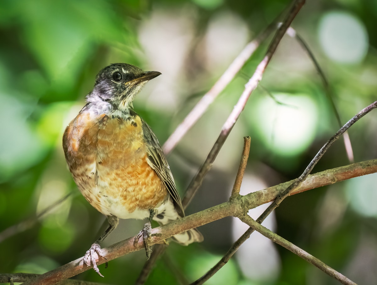 The Radiant Thrush Family