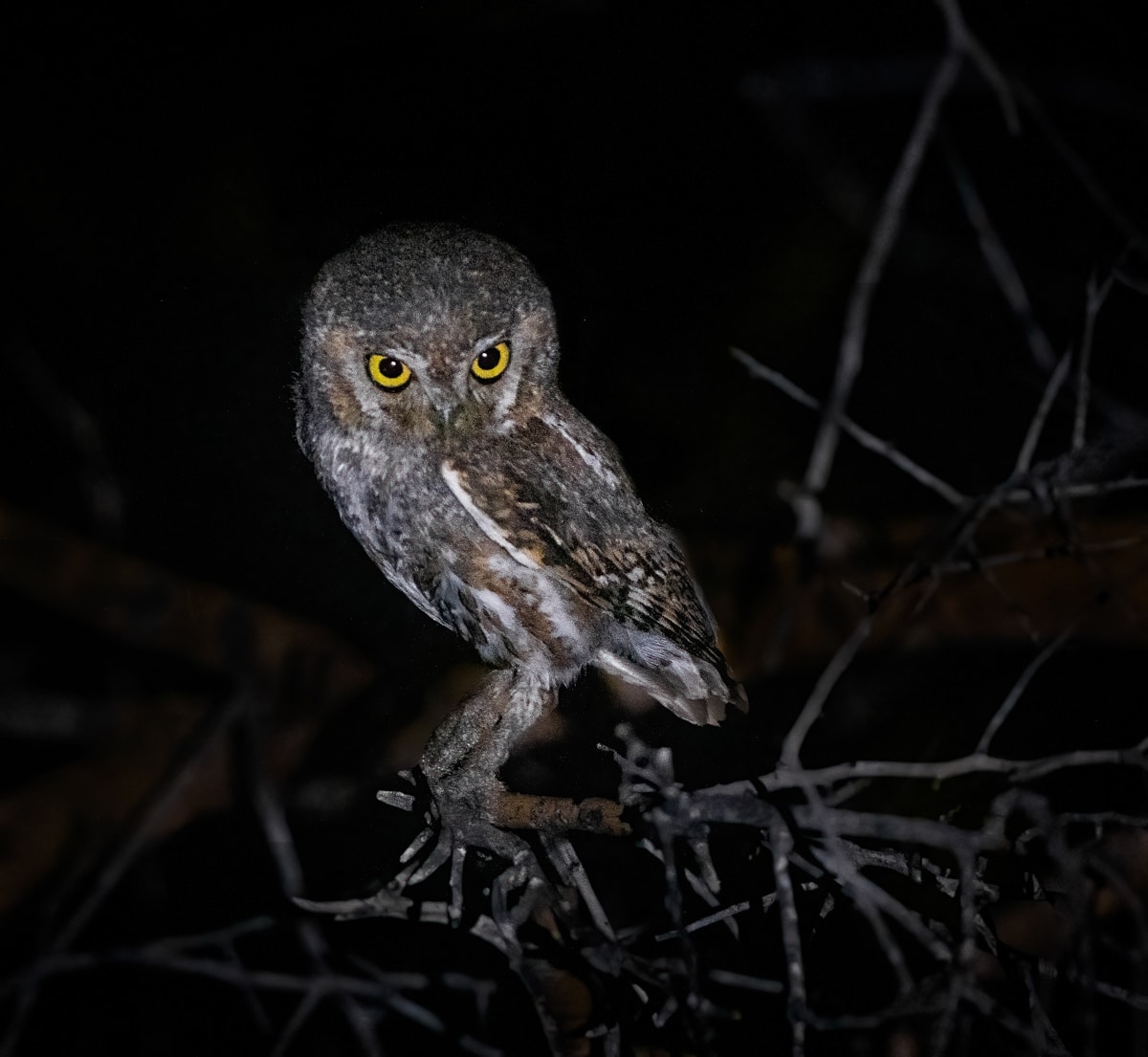 Family Focus: Owls