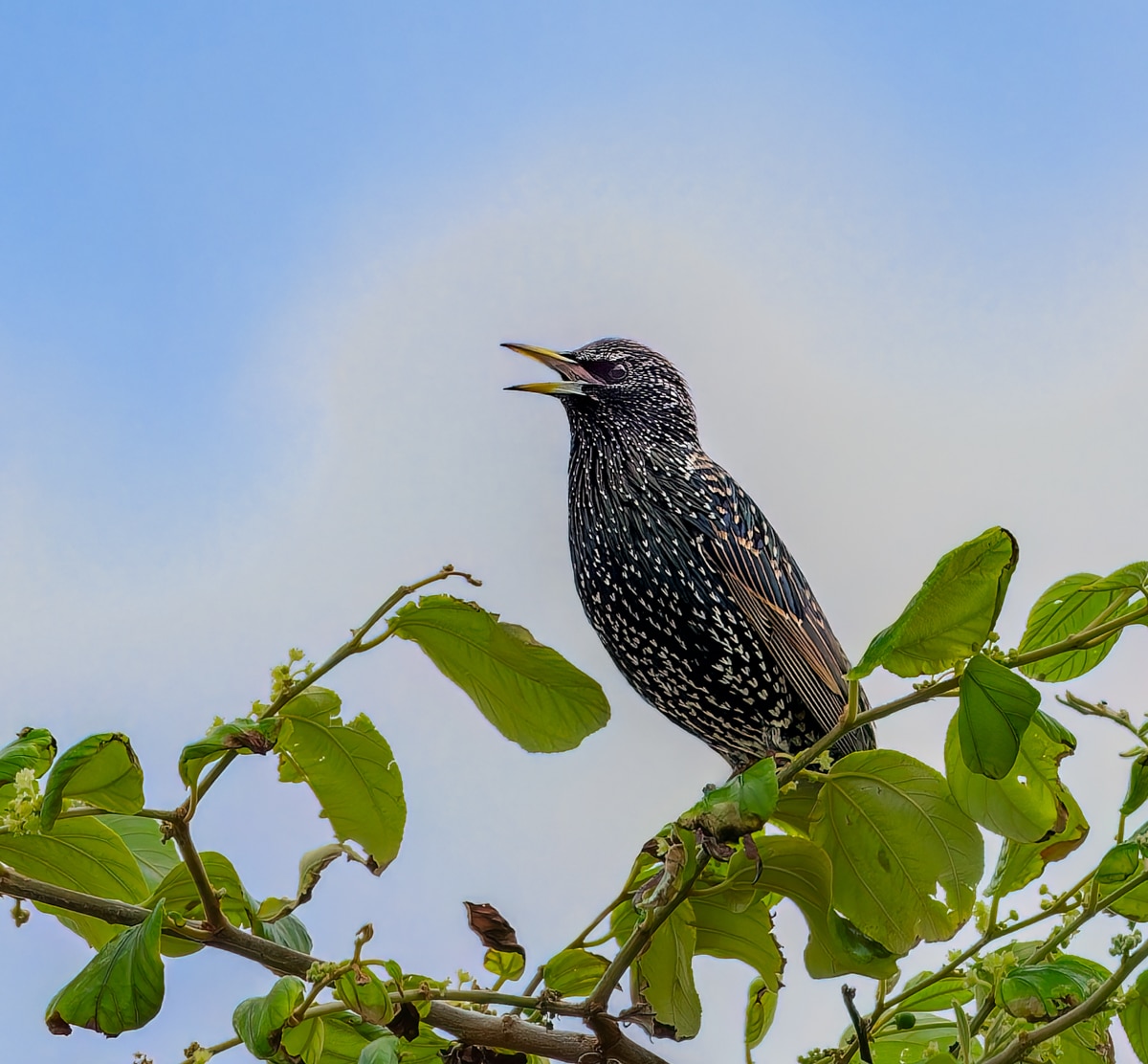 The Myth of Shakespeare's Birds