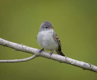 Southern Beardless Tyrannulet