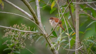 Yellow-chinned Spinetail