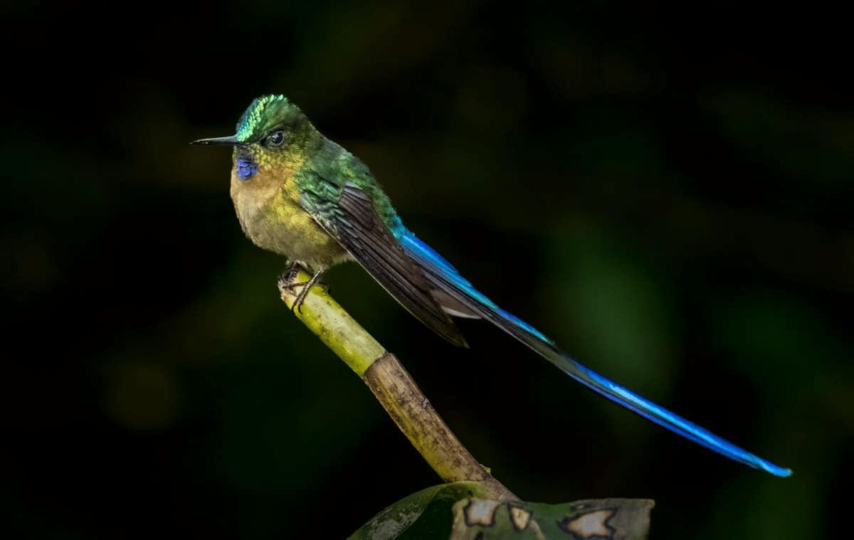 On the Move: Fall Migration in the Tropical Andes