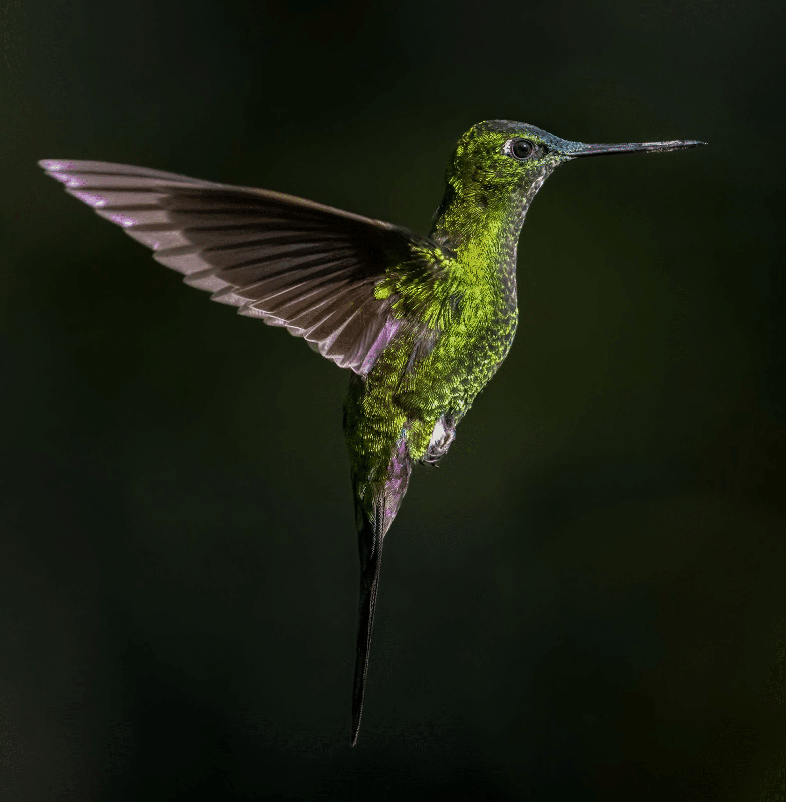 Endemics on the Edge: Saving the Andes’ Rarest Birds