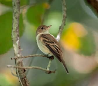 Acadian flycatcher