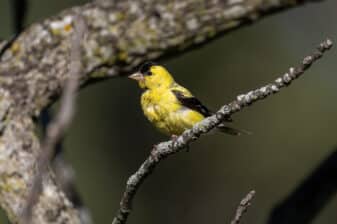 American Goldfinch