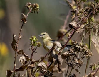 American Goldfinch