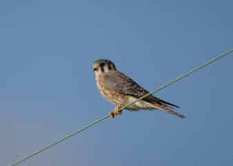 American Kestrel