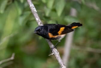 American Redstart