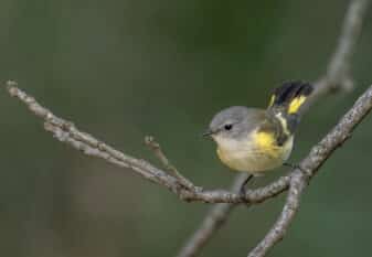 American Redstart