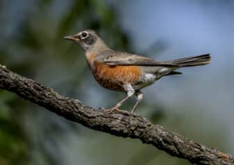 American Robin