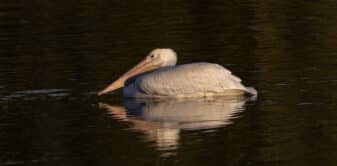 American White Pelican