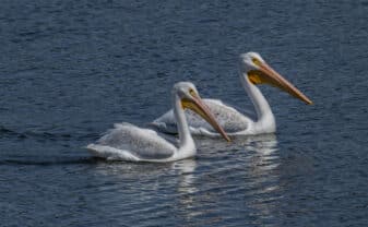 American White Pelican