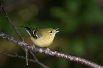 Bay-breasted Warbler