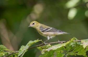 Bay-breasted Warbler