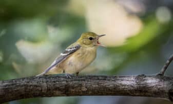 Bay-breasted Warbler