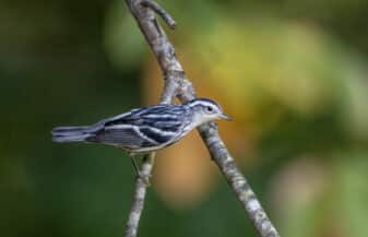 Black-and-white Warbler
