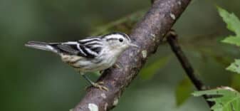 Black-and-white Warbler