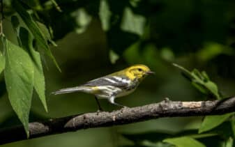 Black-throated Green Warbler